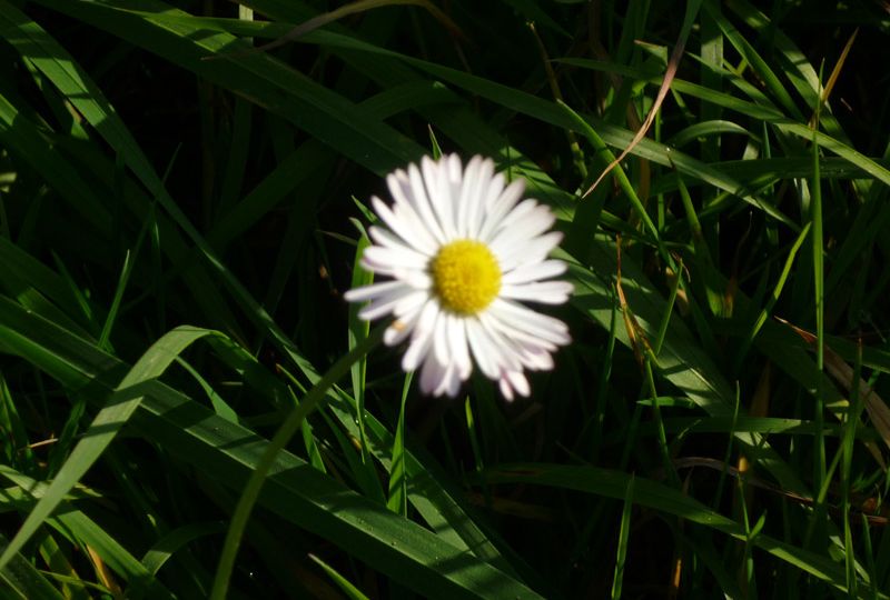 12001 - Blütezeit