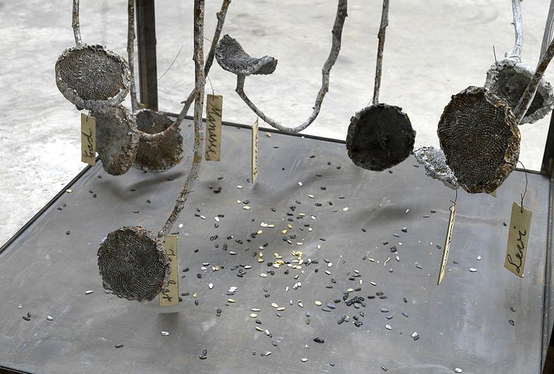 Kiefer 12 Stämme