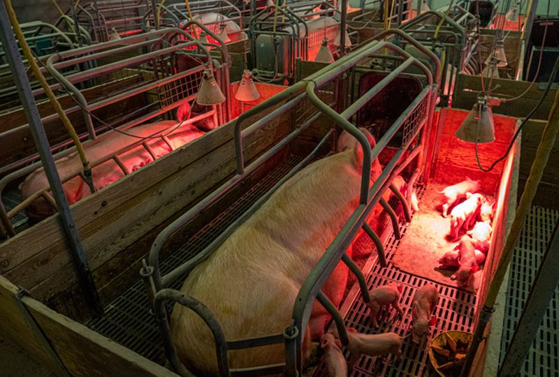2020_161_Schweinezucht-iStock-1153410100