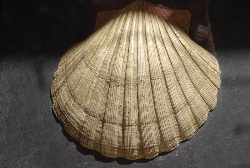 12966 - Im Zeichen der Muschel