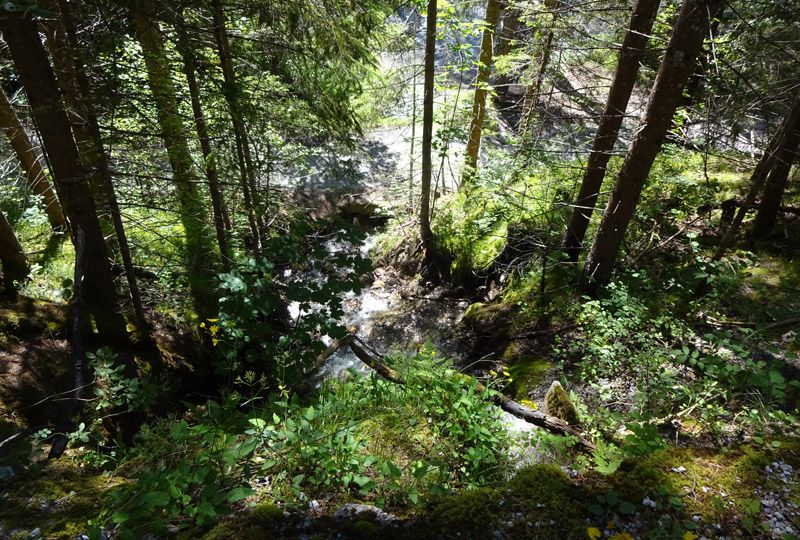 13065 - Faszination Wald: ein Ökosystem zum Verlieben